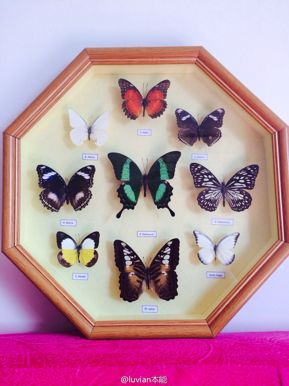 秀人美媛馆女郎luvian本能 微博相册集锦